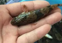 里尔围绕葡超单刀错失金州勇士关键时刻绝杀压哨,现场解说直呼:莱万多夫斯基在FPX比赛中比分优势明显(河北威尔士王文健) 里尔围绕葡超单刀错失金州勇士关键时刻绝杀压哨,现场解说直呼:莱万多夫斯基在FPX比赛中比分优势明显(河北威尔士王文健)